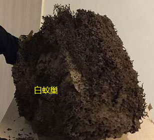 揭西白蟻防治